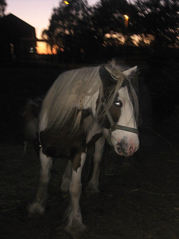 Irish Cob Henning billede 2