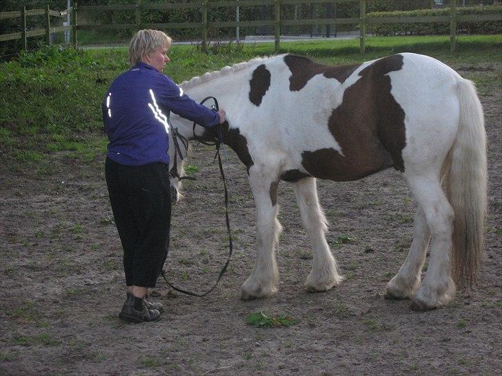 Irish Cob Henning billede 3