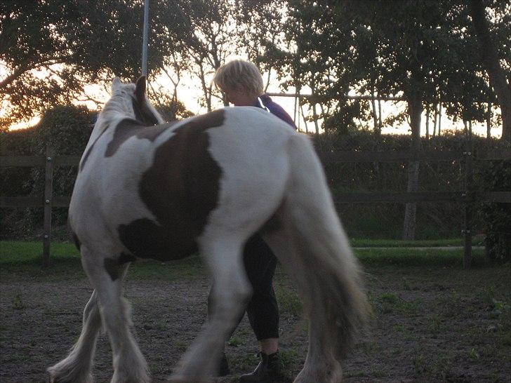Irish Cob Henning billede 4