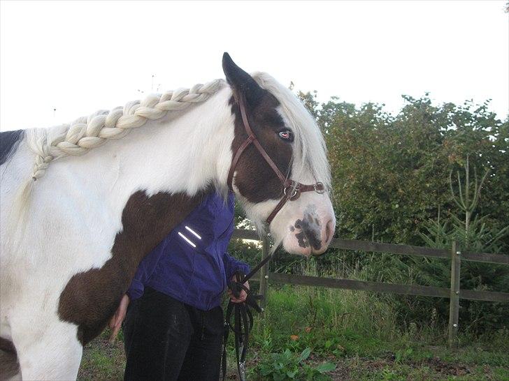 Irish Cob Henning billede 5