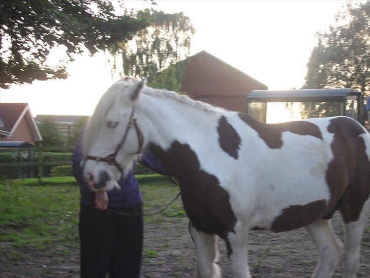 Irish Cob Henning billede 6