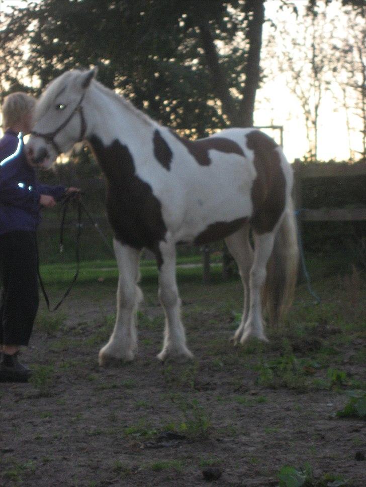 Irish Cob Henning billede 7