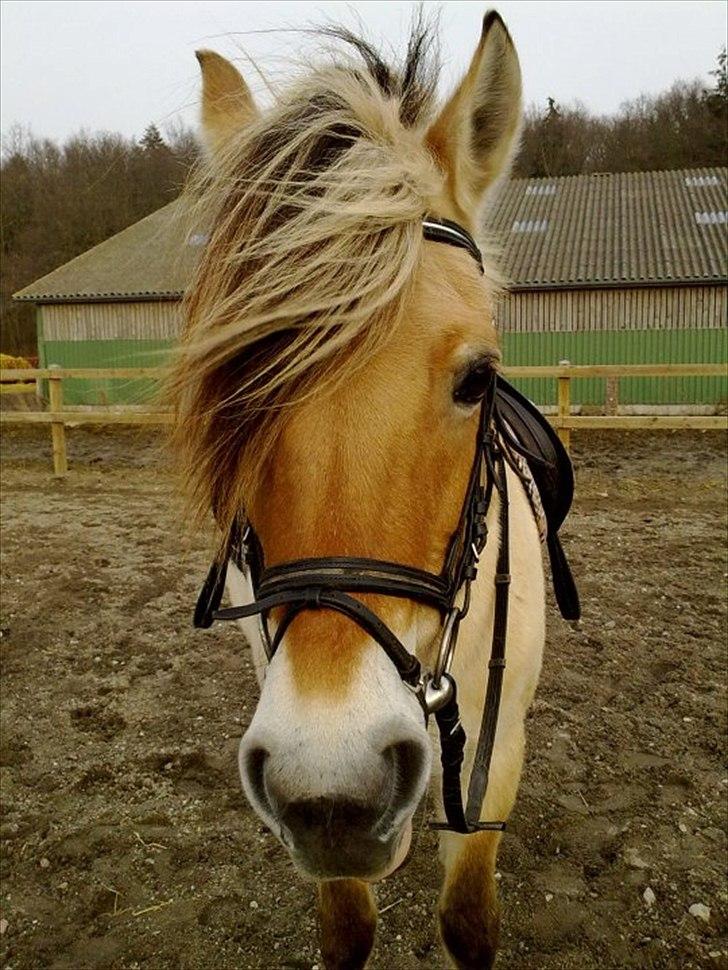 Fjordhest Desirée Vinstrup - Desirée på sørup :´) foto: miig <3 billede 2