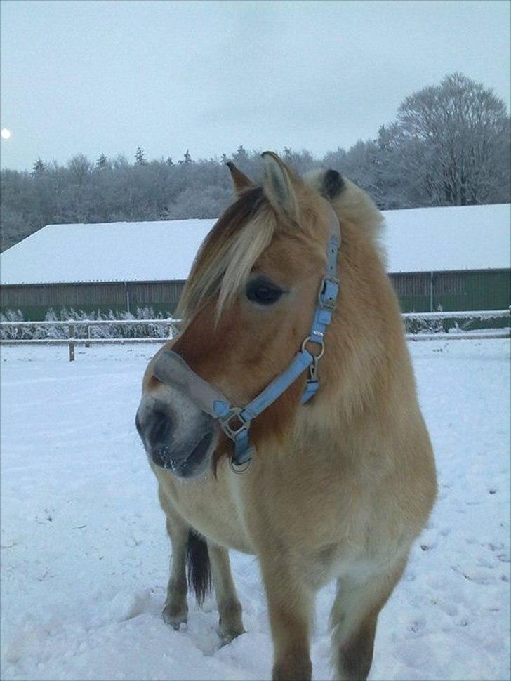 Fjordhest Desirée Vinstrup - Vinter 2010 på Sørupgård :-)
Fotograf: Mig selv billede 3