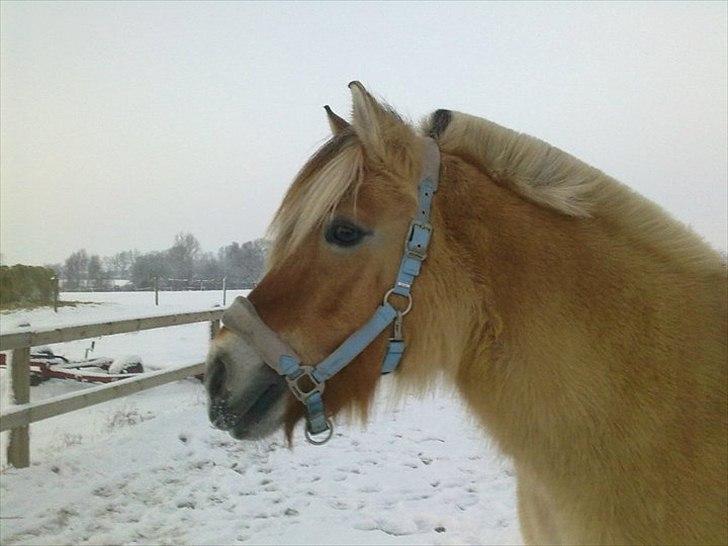 Fjordhest Desirée Vinstrup - Vinter 2010 på Sørupgård :-)
Fotograf: Mig selv billede 6
