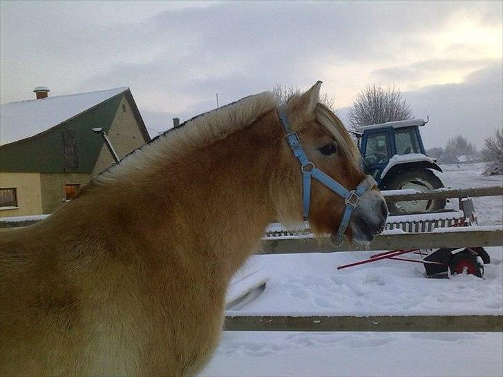 Fjordhest Desirée Vinstrup - Vinter 2010 på Sørupgård :-)
Fotograf: Mig selv billede 8