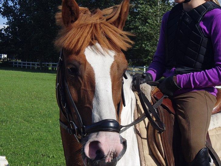 Pinto Elmegaardens sir konrad billede 14