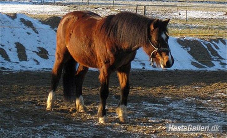 Welsh Partbred (Sec F) Cookie - FOTO: Anne-Sofie S. Luther - Tykke inden hun blev klippet :D billede 17