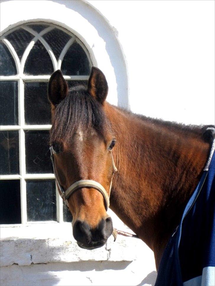 Anden særlig race Christiansejes Peanut - Velkommen til Christianseje Peanut´s profil:) Fotograf: Mig billede 1