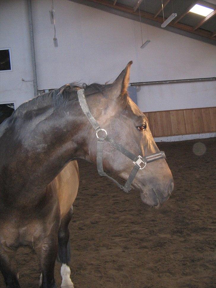 Anden særlig race Platinico - Tidl. PASSER - En dag han er inde og løbe :) Taget af: Cecilie R. Hansen billede 4