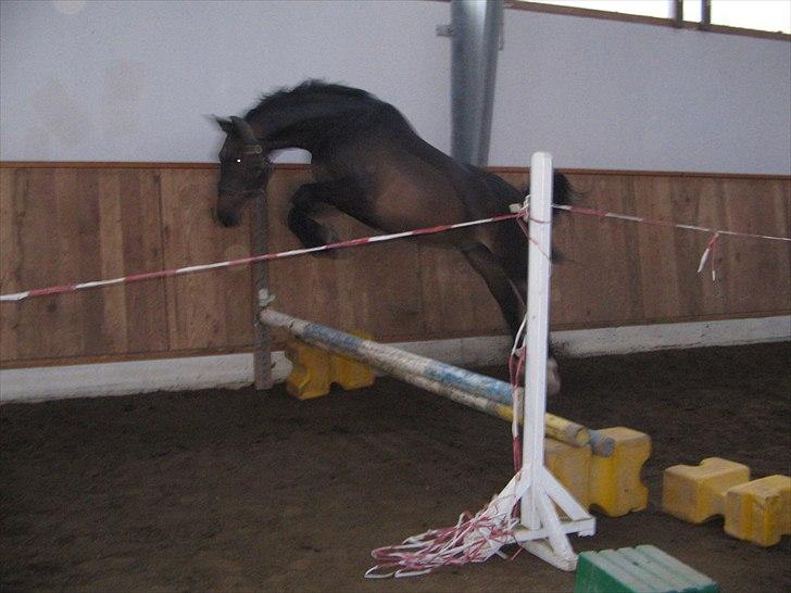 Anden særlig race Platinico - Tidl. PASSER - Lidt sej ! :) Taget af: Cecilie R. Hansen billede 6