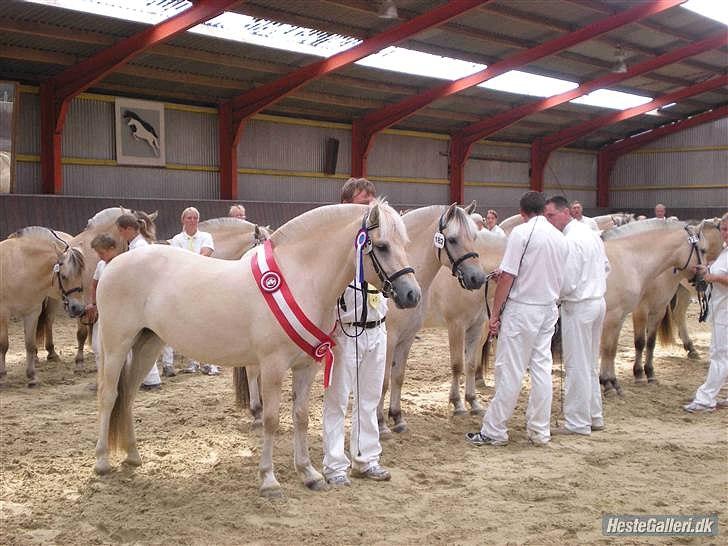 Fjordhest Landevejens Kamille billede 13