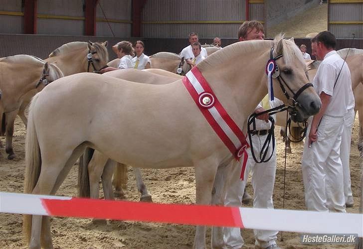 Fjordhest Landevejens Kamille billede 14