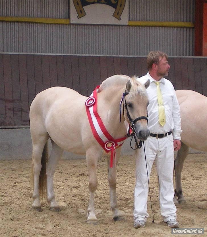 Fjordhest Landevejens Kamille billede 15