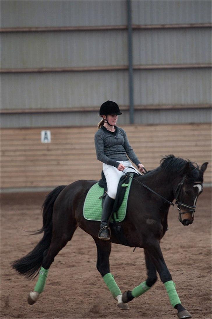 Anden særlig race Shanghai billede 5