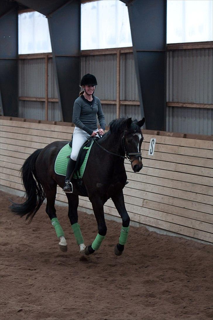 Anden særlig race Shanghai billede 6