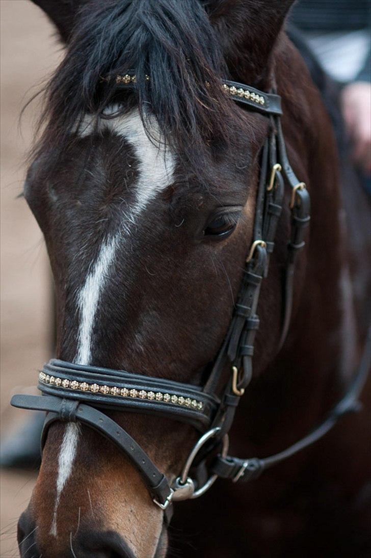 Anden særlig race Shanghai billede 7