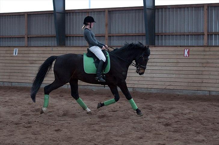 Anden særlig race Shanghai billede 8