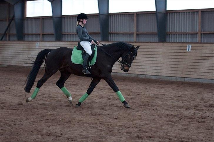 Anden særlig race Shanghai billede 10