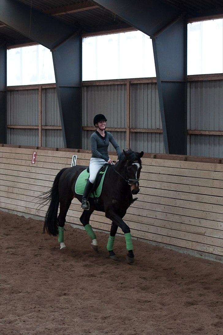 Anden særlig race Shanghai billede 11