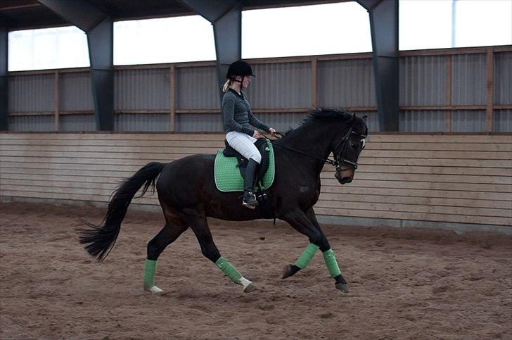 Anden særlig race Shanghai billede 13