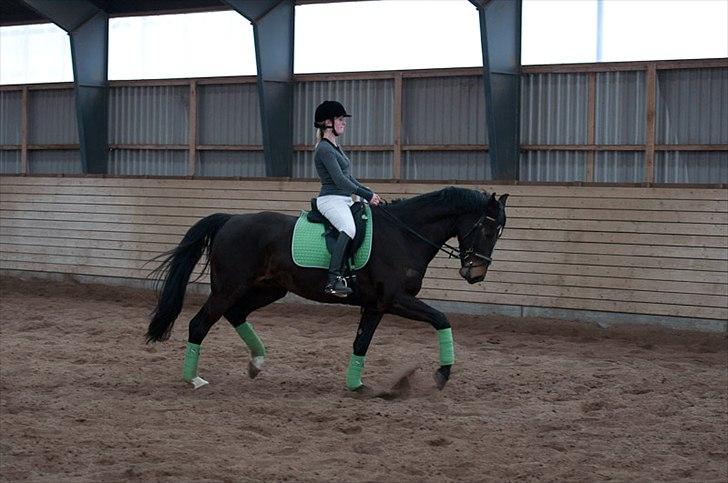 Anden særlig race Shanghai billede 14