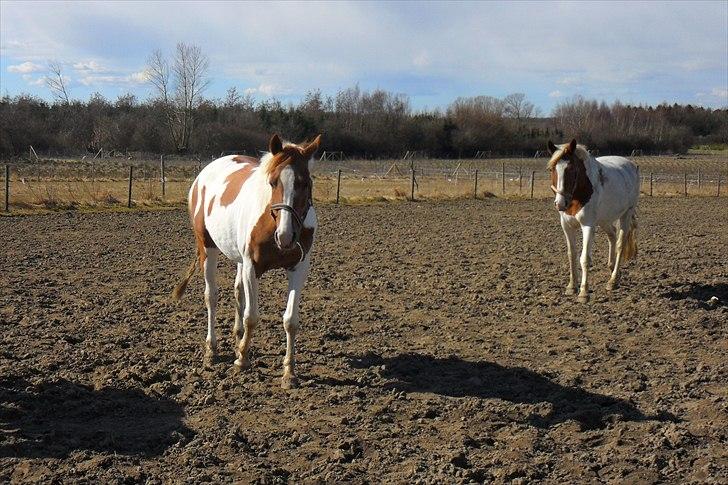 Pinto Lotus SPI 39 billede 10