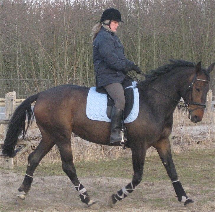 Dansk Varmblod Beauty - 27. marts 2011. billede 1