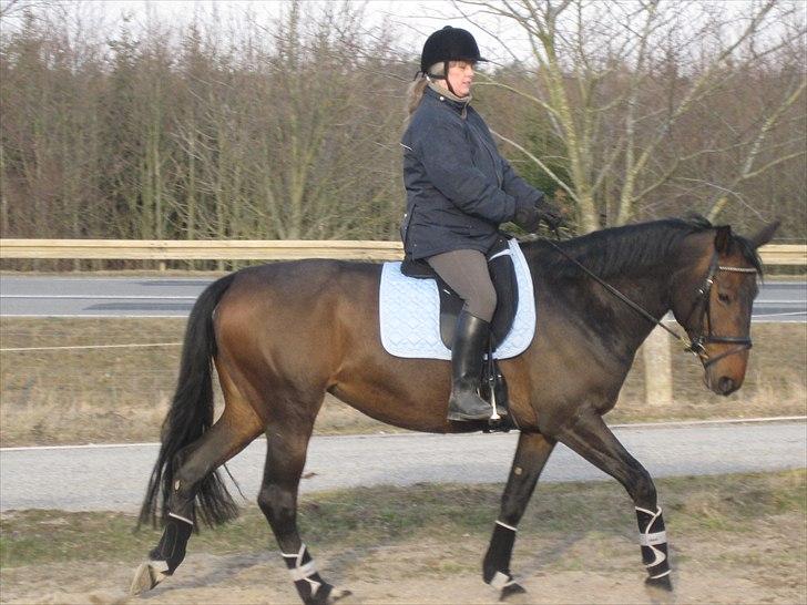 Dansk Varmblod Beauty - 27. marts 2011. billede 2