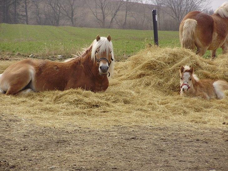Haflinger Firefly Lindegaard solgt - far og datter ligger og putter middagslur.. billede 14