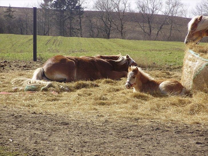 Haflinger Firefly Lindegaard solgt - hvor er det bare hyggeligt at putte en lur med datteren billede 15