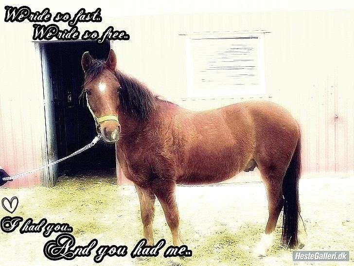 Anden særlig race Vivaldo....<3 Fortid..;/ - Dig foraltid! <3 Du betyder mere for mig end noget andet i denne verden! <3 billede 17