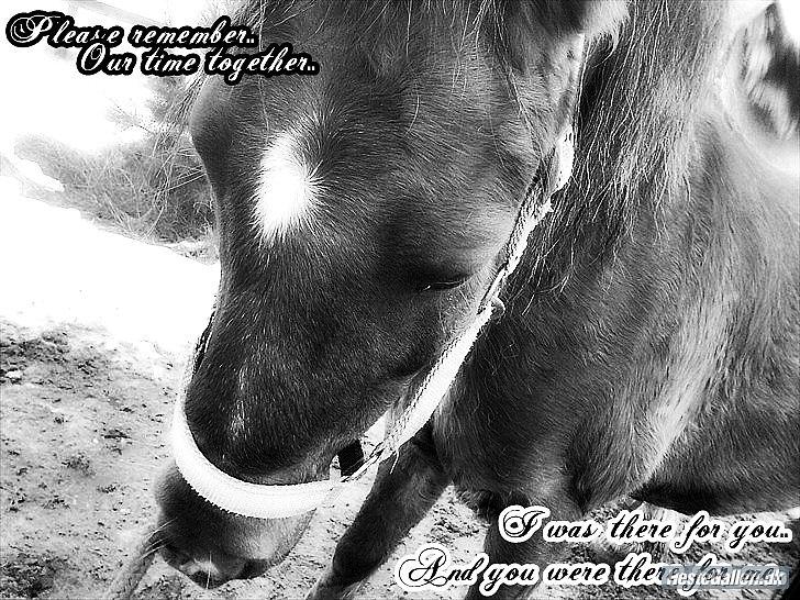 Anden særlig race Vivaldo....<3 Fortid..;/ - Os to forevigt! <3 Altid Dig og Mig! Altid Du og Jeg!<3  billede 18