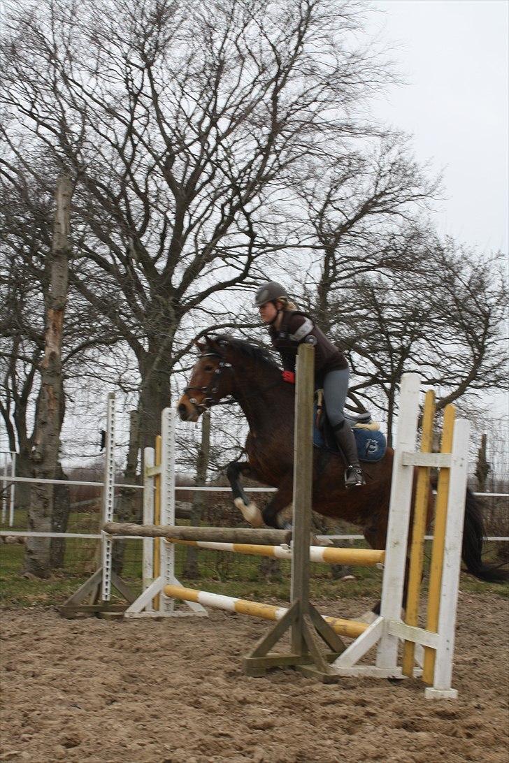 DSP Sir Lancelot - solgt - 14) Lancelot springer forår 30/3 2011 billede 14