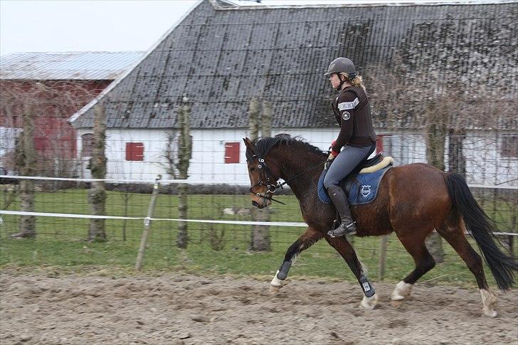 DSP Sir Lancelot - solgt - 15) Lancelot rider lidt dressur d. 30/3-11 billede 15