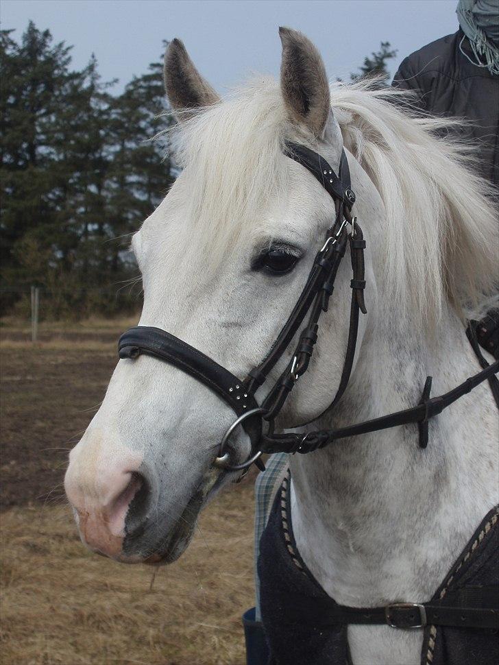 Anden særlig race Fiona *solgt* billede 19