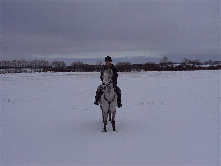 Irsk Sportspony IRISH JOKER - I sneen :-) billede 8