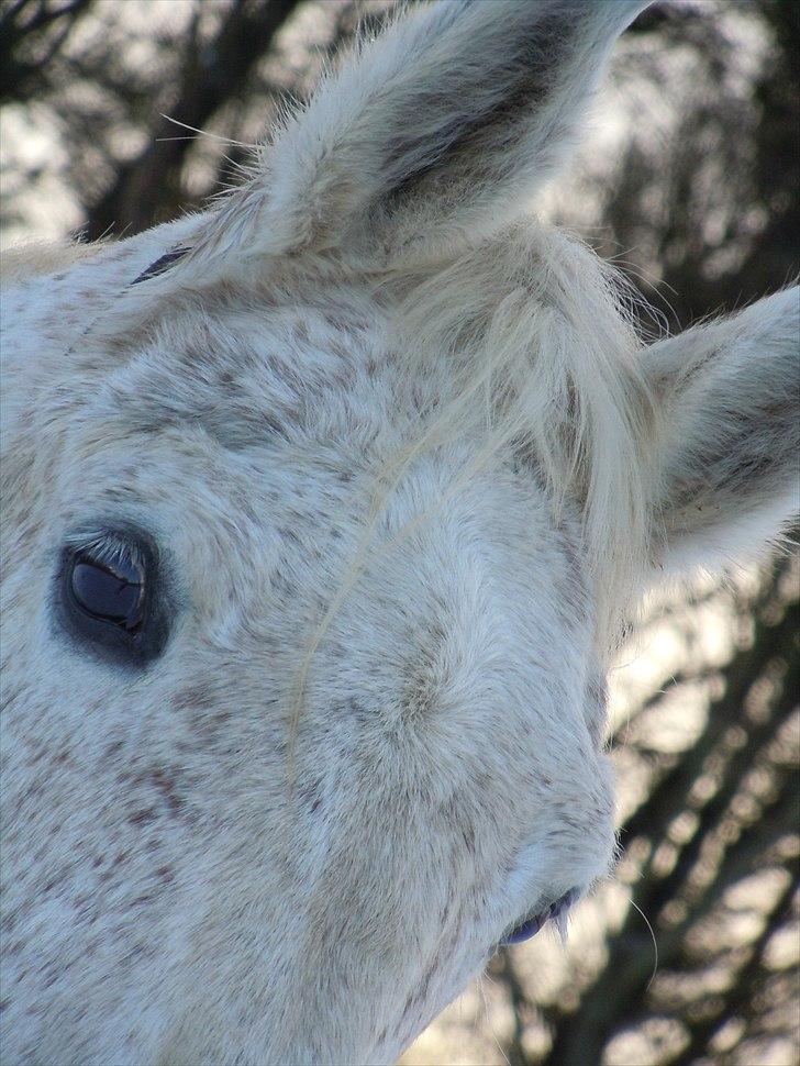 Lipizzaner Mille(solgt til søster) - (´: billede 10