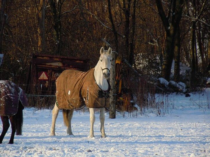 Lipizzaner Mille(solgt til søster) billede 12