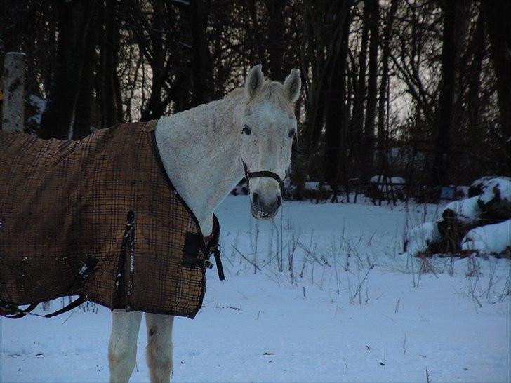 Lipizzaner Mille(solgt til søster) billede 13