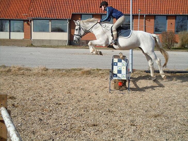 Lipizzaner Mille(solgt til søster) billede 14