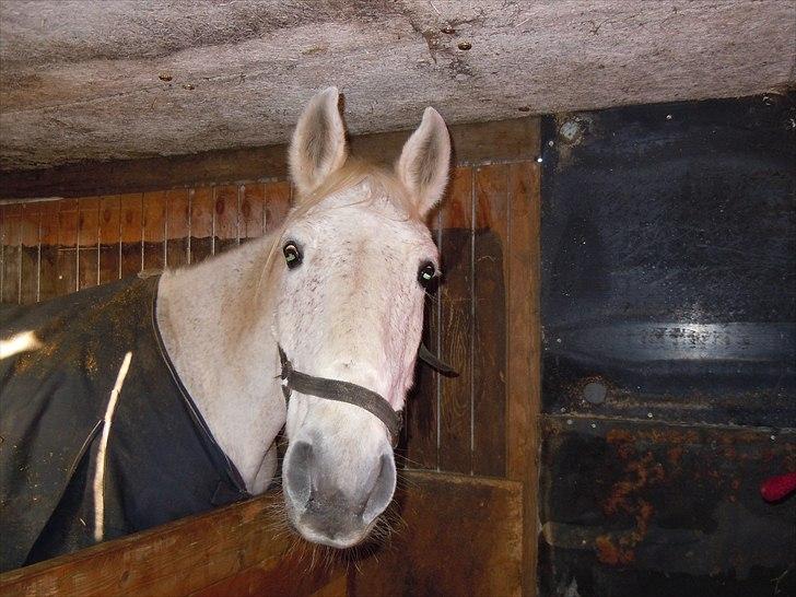 Lipizzaner Mille(solgt til søster) billede 15