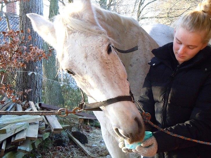 Lipizzaner Mille(solgt til søster) billede 16