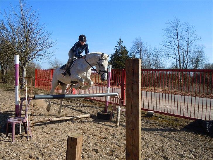 Lipizzaner Mille(solgt til søster) billede 17