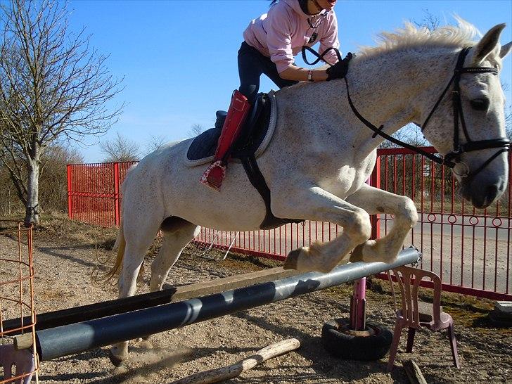 Lipizzaner Mille(solgt til søster) billede 19