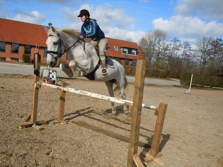 Lipizzaner Mille(solgt til søster) billede 20