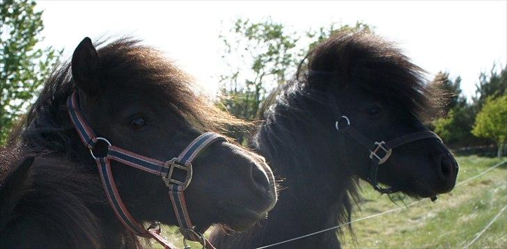 Shetlænder Morticia <3 (tidligere Trunte) - Tish & Blackie billede 15