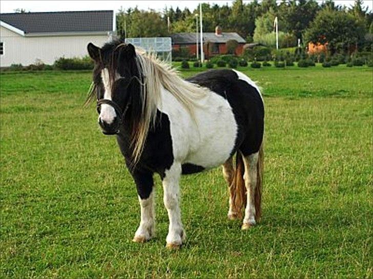 Shetlænder Sandgaardens .W. Djipsy - Vekommen til Djipsy´s profil. billede 1