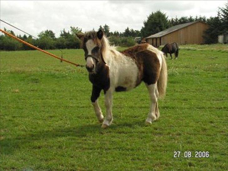 Shetlænder Sandgaardens .W. Djipsy - Djipsy som (lille) føl billede 2