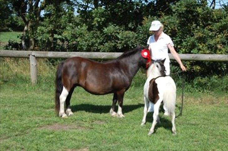 Shetlænder Sandgaardens .W. Djipsy - :) billede 5